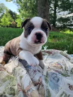 Max, a male Boston Terrier for sale in Loogootee, IN – Photo 7 of 7