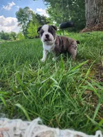Max, a male Boston Terrier for sale in Loogootee, IN – Photo 5 of 7