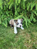 Max, a male Boston Terrier for sale in Loogootee, IN – Photo 3 of 7