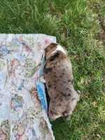 Max, a male Boston Terrier for sale in Loogootee, IN – Photo 6 of 7