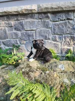Lacey , a female Boston Terrier for sale in Loogootee, IN – 7 of 7