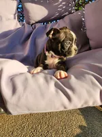 Trixie , a female Boston Terrier for sale in Loogootee, IN – 6 of 10