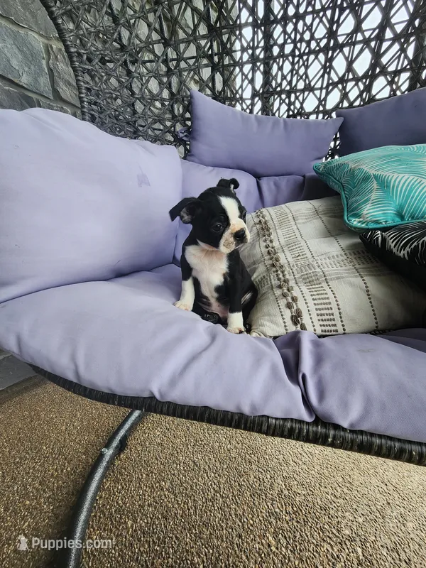 Toby – Boston Terrier puppy for sale in Loogootee, IN