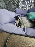 Toby, a male Boston Terrier for sale in Loogootee, IN – 1 of 10