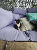 Toby, a male Boston Terrier for sale in Loogootee, IN – 6 of 10