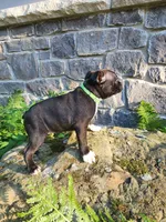 Lacey , a female Boston Terrier for sale in Loogootee, IN – 4 of 7
