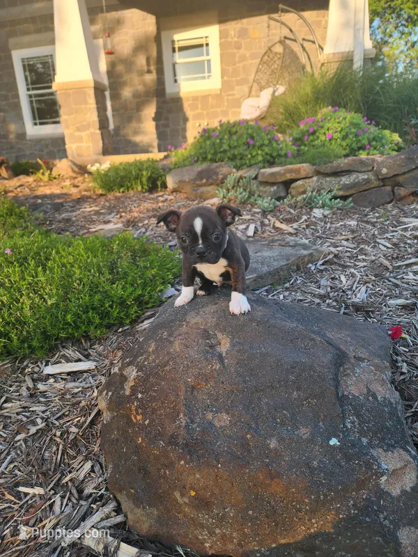 Benji  – Boston Terrier puppy for sale in Loogootee, IN