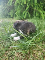 Benji , a male Boston Terrier for sale in Loogootee, IN – Photo 2 of 5