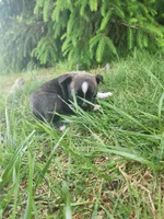 Benji , a male Boston Terrier for sale in Loogootee, IN – Photo 5 of 5