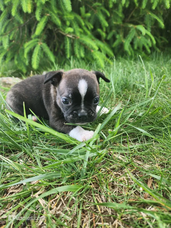 Benji , a male Boston Terrier for sale in Loogootee, IN – Photo 1 of 5