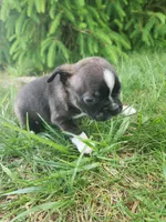 Benji , a male Boston Terrier for sale in Loogootee, IN – Photo 4 of 5