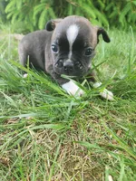 Benji , a male Boston Terrier for sale in Loogootee, IN – Photo 3 of 5
