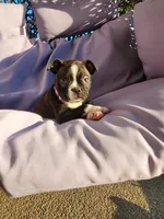 Trixie , a female Boston Terrier for sale in Loogootee, IN – 9 of 10