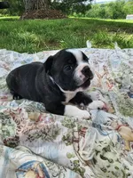 Tucker, a male Boston Terrier for sale in Loogootee, IN – Photo 6 of 9