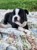 Tucker, a male Boston Terrier for sale in Loogootee, IN – Photo 4 of 9