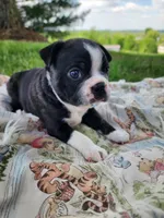Tucker, a male Boston Terrier for sale in Loogootee, IN – Photo 5 of 9