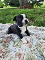 Tucker, a male Boston Terrier for sale in Loogootee, IN – Photo 9 of 9