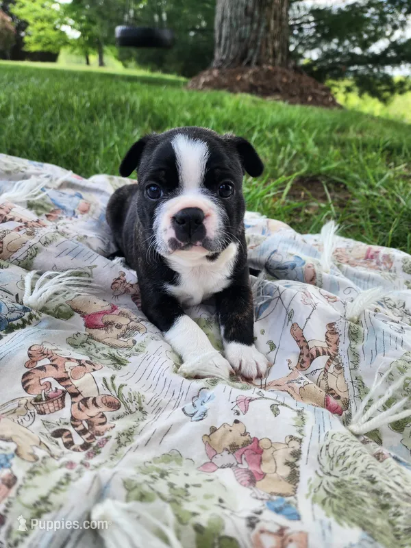 Tucker, a male Boston Terrier for sale in Loogootee, IN – Photo 1 of 9