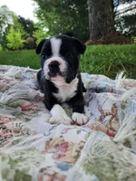Tucker, a male Boston Terrier for sale in Loogootee, IN – Photo 3 of 9