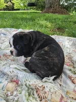 Tucker, a male Boston Terrier for sale in Loogootee, IN – Photo 7 of 9