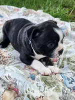 Tucker, a male Boston Terrier for sale in Loogootee, IN – Photo 2 of 9