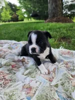 Tucker, a male Boston Terrier for sale in Loogootee, IN – Photo 8 of 9