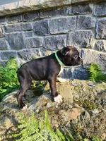 Lacey , a female Boston Terrier for sale in Loogootee, IN – 5 of 7