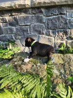 Lacey , a female Boston Terrier for sale in Loogootee, IN – 6 of 7