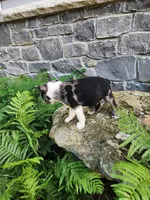 MERLE , a male Boston Terrier for sale in Loogootee, IN – 5 of 10