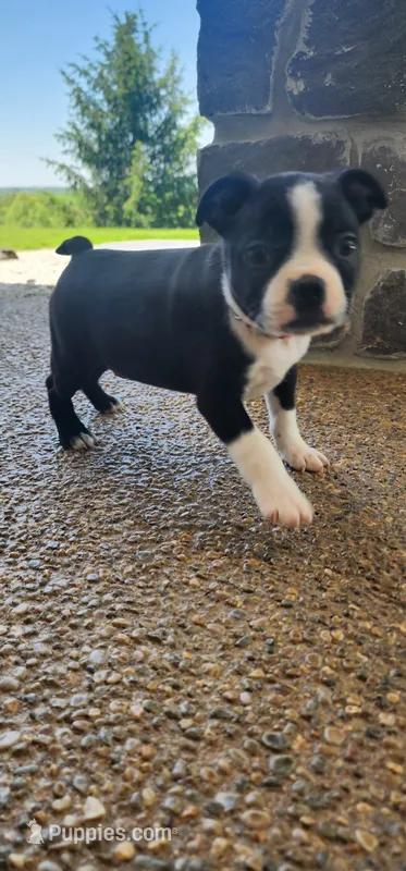 Bentley  – Boston Terrier puppy for sale in Loogootee, IN