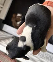 Mack, a male Dachshund for sale in Newcastle, WY – 2 of 2