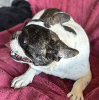 Deisel, a male French Bulldog for sale in Newcastle, WY – Photo 1 of 5