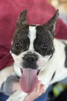 Deisel, a male French Bulldog for sale in Newcastle, WY – Photo 3 of 5