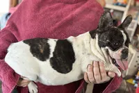 Deisel, a male French Bulldog for sale in Newcastle, WY – Photo 5 of 5