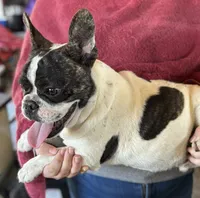 Deisel, a male French Bulldog for sale in Newcastle, WY – Photo 4 of 5