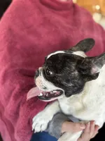 Deisel, a male French Bulldog for sale in Newcastle, WY – Photo 2 of 5