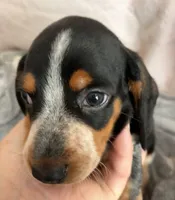 Mack, a male Dachshund for sale in Newcastle, WY – 1 of 4