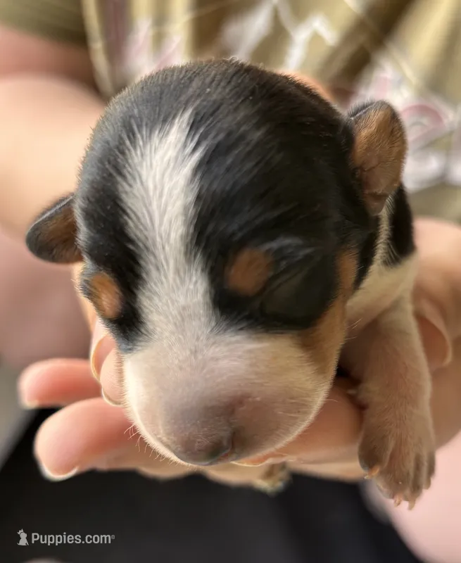 Mack – Dachshund puppy for sale in Newcastle, WY