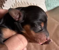 Sid, a male Dachshund for sale in Newcastle, WY – 1 of 3