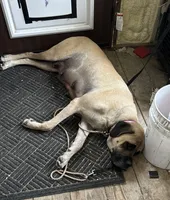 Nellie, a female Bullmastiff for sale in Newcastle, WY – 2 of 4