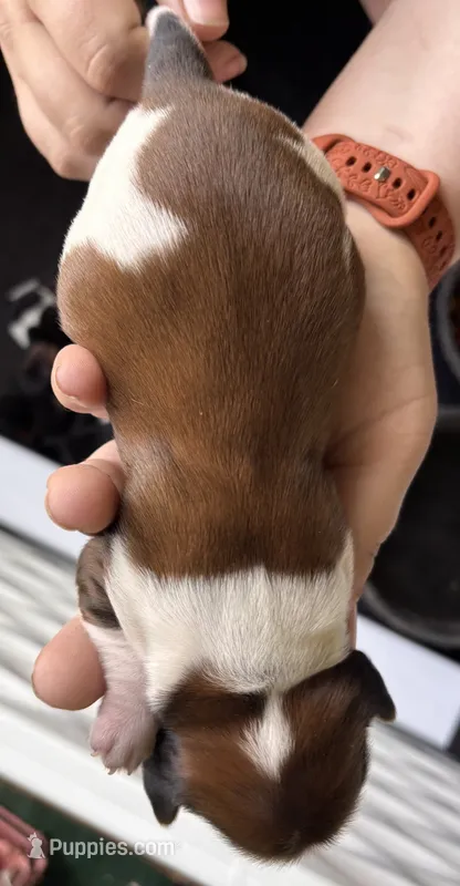 Sully – Dachshund puppy for sale in Newcastle, WY