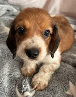 Sully, a male Dachshund for sale in Newcastle, WY – 1 of 5