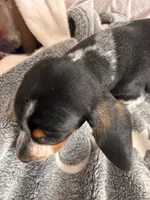 Mack, a male Dachshund for sale in Newcastle, WY – 3 of 4