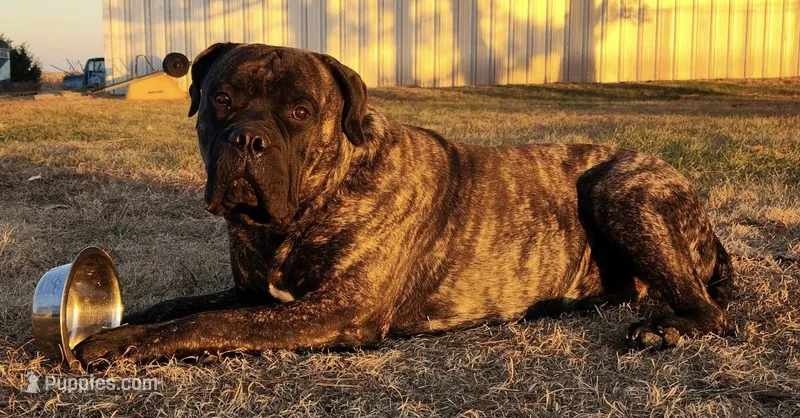 Gus – Bullmastiff puppy for sale in Newcastle, WY