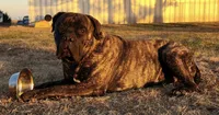 Gus, a male Bullmastiff for sale in Newcastle, WY – 1 of 5