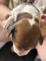 Sully, a male Dachshund for sale in Newcastle, WY – 2 of 2