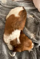 Sully, a male Dachshund for sale in Newcastle, WY – 4 of 5