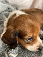 Sully, a male Dachshund for sale in Newcastle, WY – 3 of 5