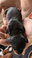 Sid, a male Dachshund for sale in Newcastle, WY – 3 of 3