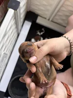 Sunny, a female Dachshund for sale in Newcastle, WY – 2 of 2